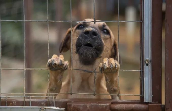 Νέο κρούσμα κακοποίησης ζώου: Κρέμασαν σκύλο από το λουρί του στη Νάξο