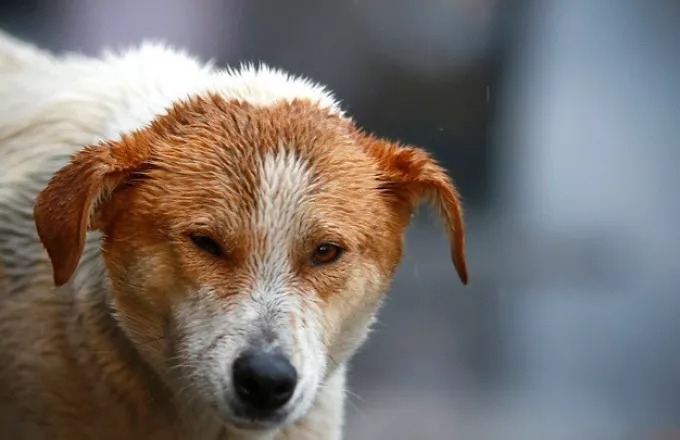 Θεσσαλονίκη: Μήνυση κατά αγνώστου από τον δήμο για κακοποίηση σκύλου