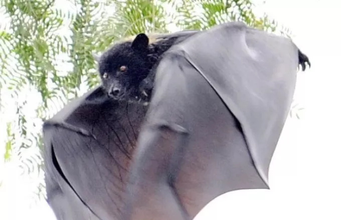 Τα ζώα που μεταδίδουν ιούς: Είναι οι νυχτερίδες ο ιδανικός ύποπτος και ο παγκολίνος αθώος;