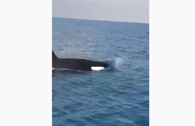 Εντυπωσιακό βίντεο με φάλαινα όρκα ανοιχτά της Κύπρου (vid)