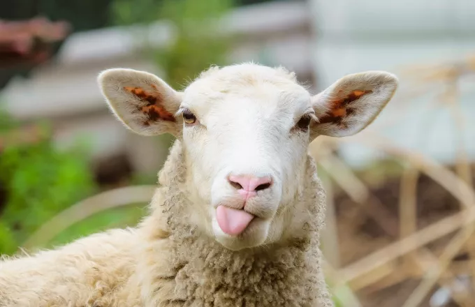 Κρήτη: Τοποθέτησε GPS στο πρόβατο και "τσάκωσε" τους ζωοκλέφτες