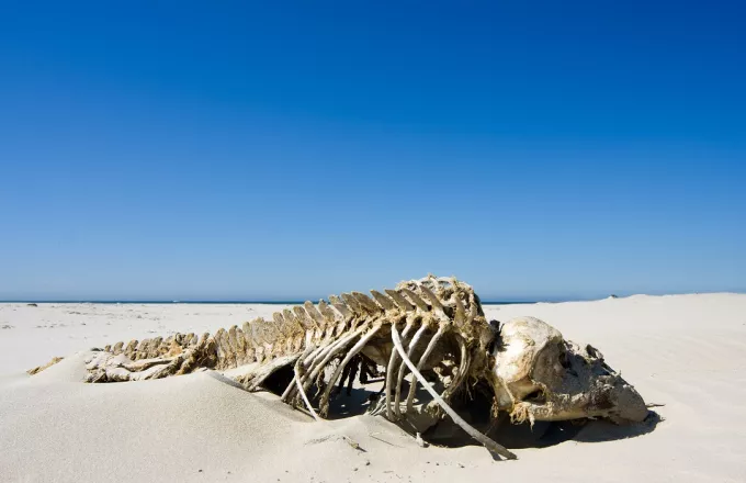 Μυστήριο: Τεράστιος σκελετός ξεβράστηκε σε παραλία - Είναι το τέρας του Λοχ Νες; (pic)