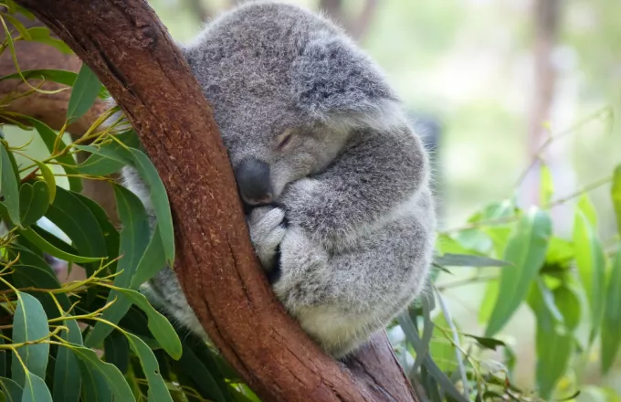 Αυστραλία: Συγκινητικό βίντεο με κοάλα που έχασε τη μαμά του να αγκαλιάζει λούτρινο αρκουδάκι