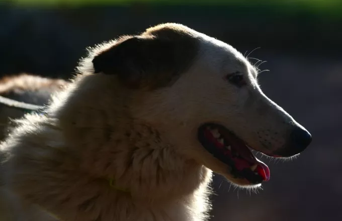30.000 ευρώ πρόστιμο σε 67χρονο για πυροβολισμό σκύλου