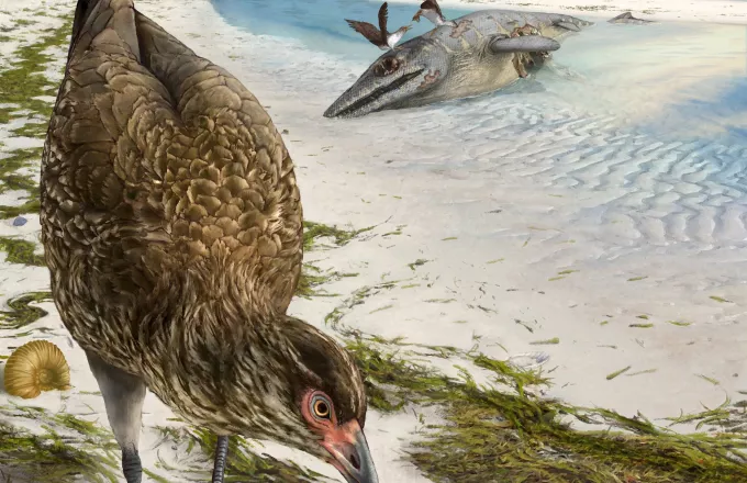 Αστεριόρνις: Tο αρχαιότερο απολίθωμα πουλιού βρέθηκε στο Βέλγιο