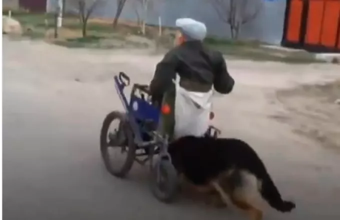 Σκυλοκίνητο: Το κυνηγόσκυλο που δίνει σε ηλικιωμένο με αμαξίδιο... πόδι βοηθείας (vid)