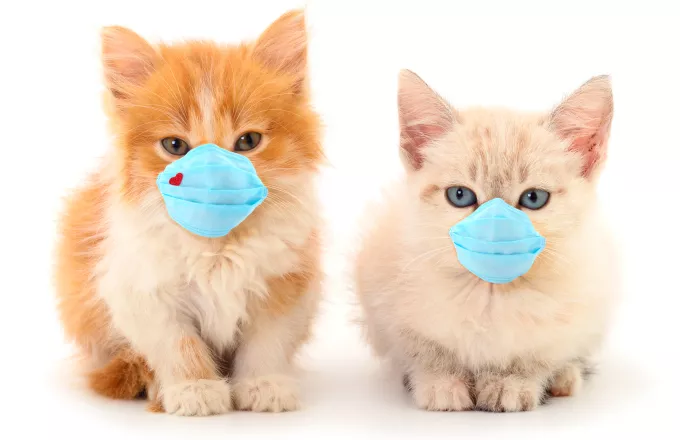 PETA: Οι γάτες μας συμβουλεύουν πώς να φυλαχθούμε από τον κορωνοϊό! (video) 