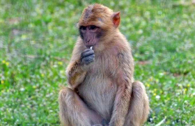 Ανοίγει το κουτί της Πανδώρας: Οι πρώτες χίμαιρες ανθρώπου-μαϊμούς- Διχάζουν επιστήμονες  