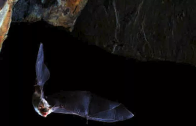 Νέοι κορωνοϊοί σε νυχτερίδες φυλαγμένες σε καταψύκτες εργαστηρίων Ιαπωνίας και Καμπότζης