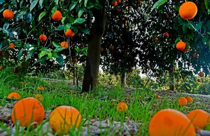 Είχαν «ρημάξει» αγροκτήματα σε Άργος και Ναύπλιο - Αφαίρεσαν 9 τόνους πορτοκαλια