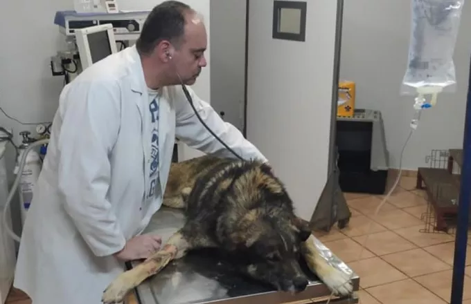 Γιαννιτσά: Πώς σώθηκε σκύλος που τον δηλητηρίασαν με φόλα (vid)