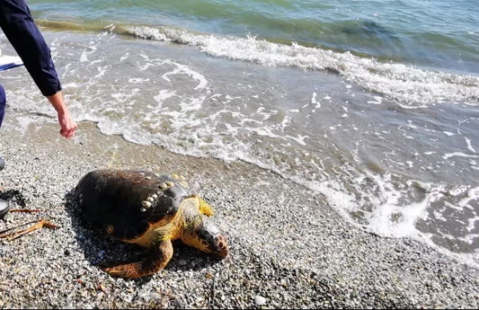 Θεσσαλονίκη: Νεκρή χελώνα καρέτα καρέτα στην Αγία Τριάδα