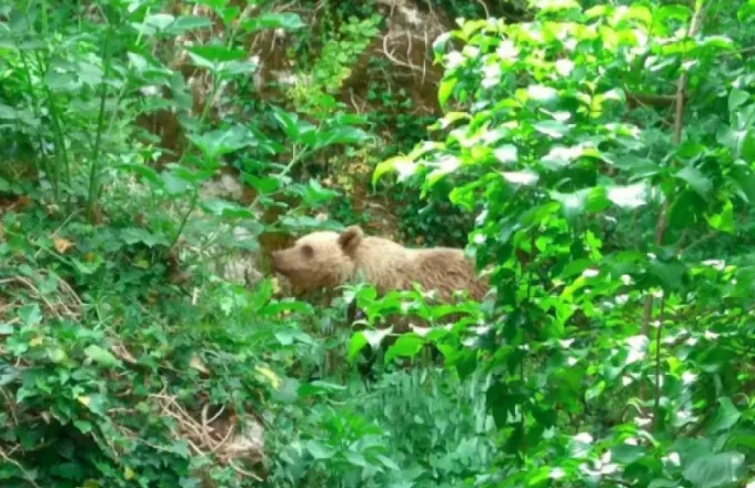 Μικρό Πάπιγκο: Αρκούδα «συμβιώνει» με τους κατοίκους - Πάει σε κήπο για να φάει