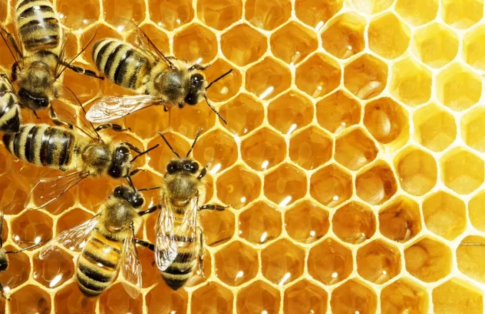 Παγκόσμια Ημέρα Μέλισσας: Γιατί εξαρτόμαστε από την επιβίωσή της (γράφημα)