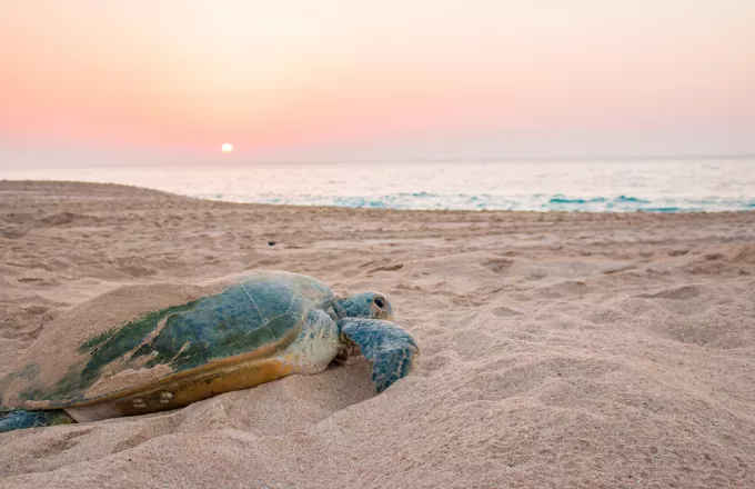 Θεσσαλονίκη: Εντοπίστηκε νεκρή θαλάσσια χελώνα στην παραλία Αγίας Τριάδας