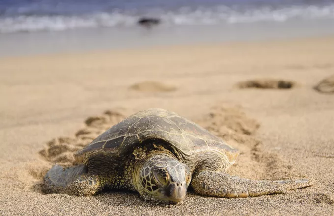 Δύο θαλάσσιες χελώνες εντοπίστηκαν νεκρές σε παραλίες της Καβάλας