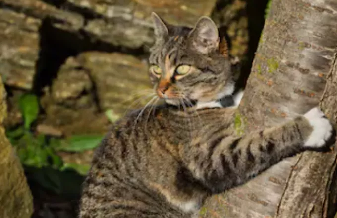 Ηχογραφήθηκε η πιο μικρή άγρια γάτα στον κόσμο και όχι... δε νιαουρίζει (audio)