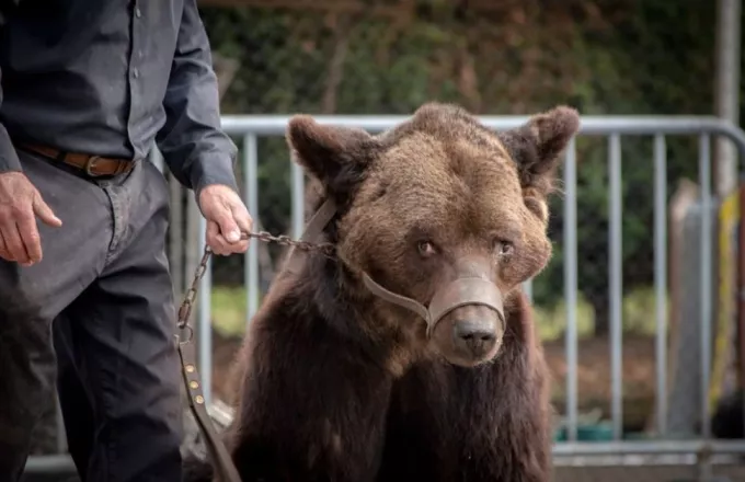 Ιταλία: Θανατική ποινή σε αρκούδα επειδή επιτέθηκε σε πεζοπόρους 