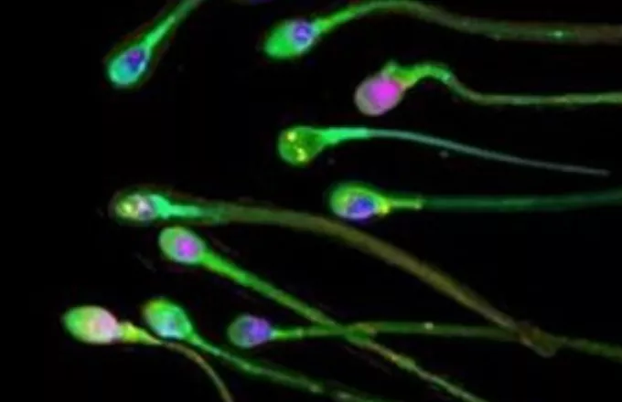Γονιμότητα: Ανακαλύφθηκαν 290 γενετικοί παράγοντες που επηρεάζουν τον χρόνο της εμμηνόπαυσης