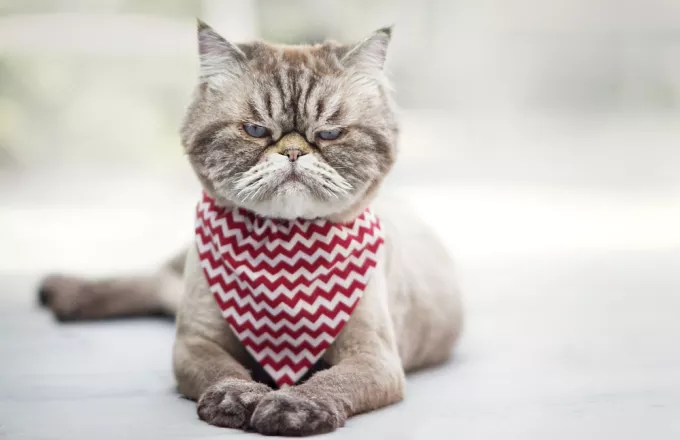 Βρέθηκε η διάδοχος της πιο μουτρωμένης γάτας στον κόσμο (φωτό)