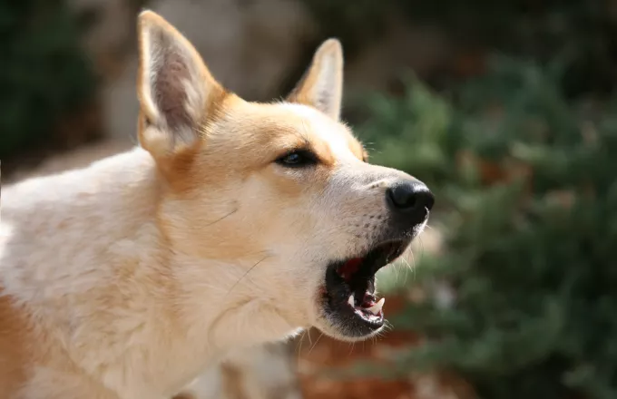 Μυτιλήνη: Πρόστιμο 500 ευρώ σε καταστηματάρχη επειδή... γαβγίζει ο σκύλος του