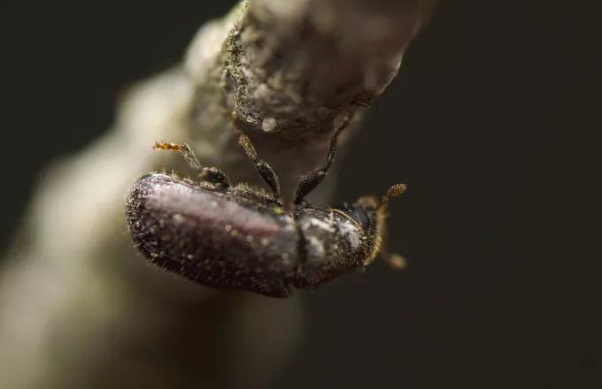 Ο επίμονος κηπουρός: Φλοιοφάγο έντομο σε ρόλο... «συντηρητή» του Σέιχ Σου!