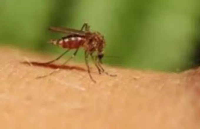 ΕΟΔΥ: Πώς να προφυλαχθείτε από τα κουνούπια και από τον ιό του Δυτικού Νείλου- Οδηγίες - Μέτρα
