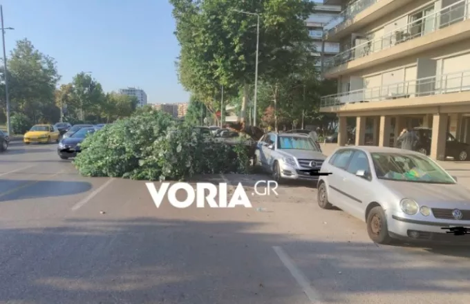 Εφιάλτης στους δρόμους με τις λεύκες: Αφαιρούνται επικίνδυνες λεύκες στη Θεσσαλονίκη