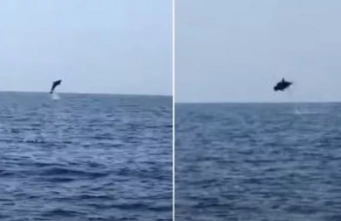 Εντυπωσιακό θέαμα: Μακροβούτια δελφινιών στο Κάβο Γκρέκο της Κύπρου (vid)