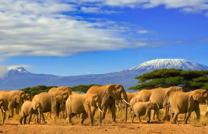 Κένυα: Υπερδιπλασιάστηκαν οι ελέφαντες, χάρη στην καταπολέμηση της λαθροθηρίας