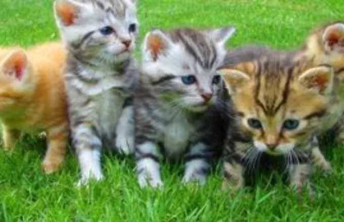 Δήμος Αθηναίων: Νέο πρόγραμμα για αδέσποτα – Τοποθετούνται σπιτάκια για γάτες σε γειτονιές της πόλης