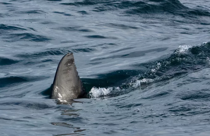 Αυστραλία: Πήδηξε πάνω σε έναν καρχαρία για να σώσει τη γυναίκα του.. Και τα κατάφερε!