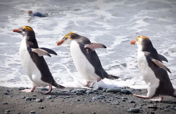 Ανταρκτική: Με εξαφάνιση απειλούνται οι βασιλικοί πιγκουίνοι 