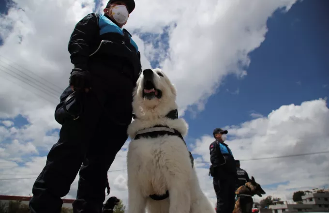 Σκύλοι στη Φινλανδία ανιχνεύουν τον κορωνοϊό πέντε μέρες πριν τα σύμπτωματα