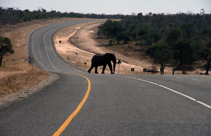Λύθηκε το μυστήριο των ομαδικών θανάτων ελεφάντων στη Μποτσουάνα