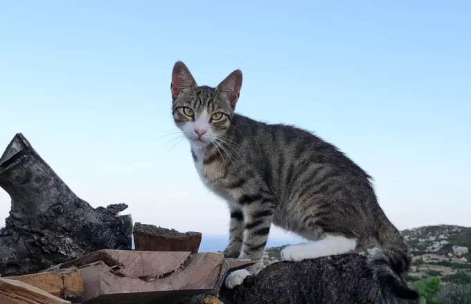 H Animal Welfare Karpathos "φέρνει την άνοιξη" για τα αδέσποτα ζώα του νησιού