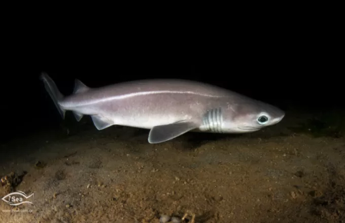 Ψάρεψαν προστατευόμενο είδος καρχαρία και όχι γαλέο στο Άγιον Όρος - Τι καταγγέλλει η iSea