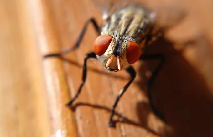 Γαλλία: Ανατίναξε το σπίτι του προσπαθώντας να εξοντώσει μια μύγα