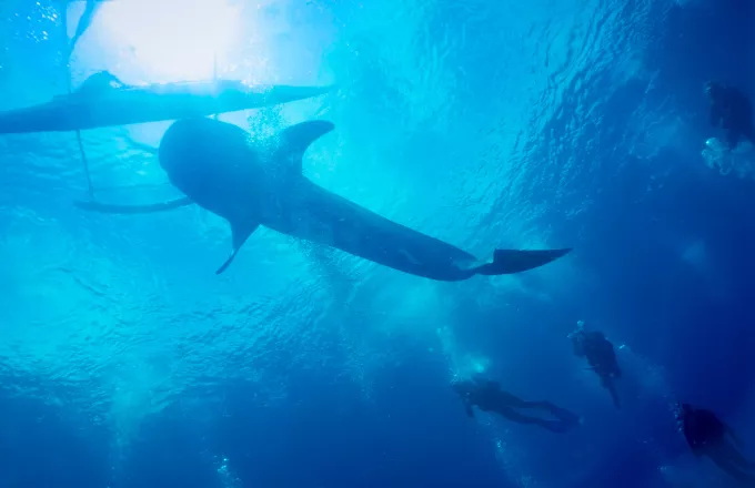 Κύπρος: Εντυπωσιακό βίντεο με καρχαρία που κολυμπά δίπλα σε βάρκα