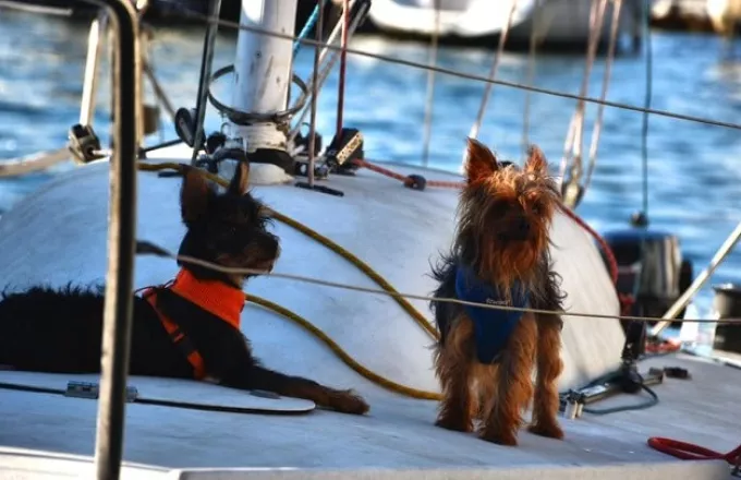 Woof Race 2020: Σκάφη με... κυβερνήτες σκύλους άνοιξαν πανιά στην Κέρκυρα