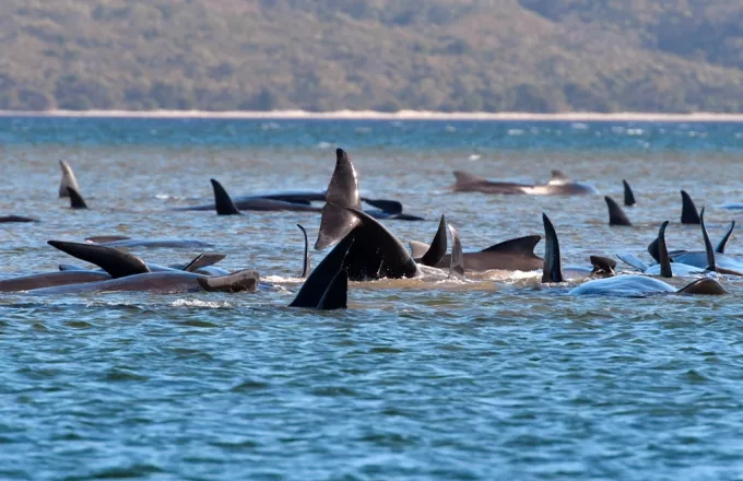 Θλιβερές εικόνες: Εκατοντάδες φάλαινες παγιδευμένες σε ακτή στην Τασμανία (pics)