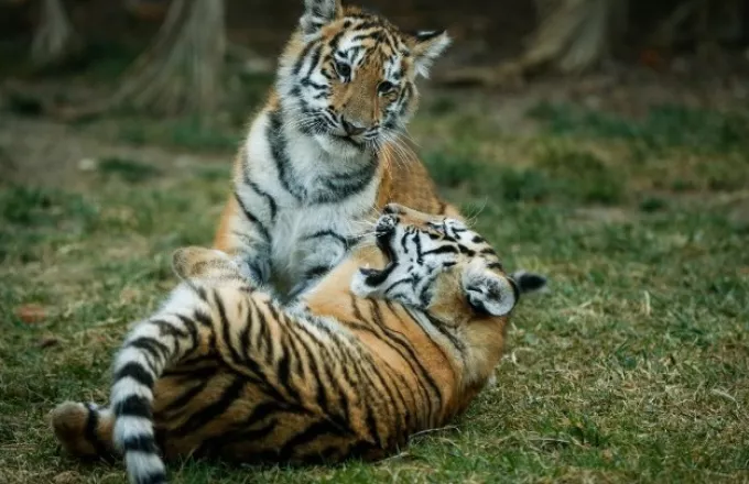 Γερμανία: Η WWF και οι ζωολογικοί κήποι θέλουν να απαγορεύσουν το εμπόριο τίγρεων
