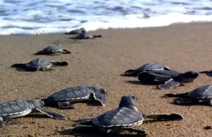 Έτος της θαλάσσιας χελώνας το 2020 - Ρεκόρ φωλιών στην Ελλάδα