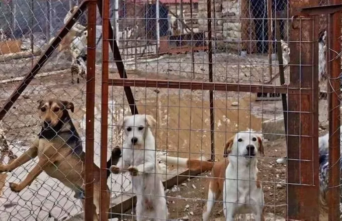 "Ιανός": Νεκρά σκυλιά σε καταφύγια  - Κραυγή απόγνωσης από φιλοζωικά σωματεία