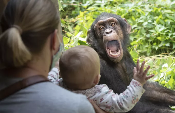 Καταπληκτικό εύρημα για το πως αντιμετωπίζουν τη φιλία οι χιμπατζήδες, διδάσκει τον άνθρωπο