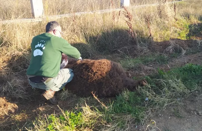  Αρκούδα 250 κιλών νεκρή σε τροχαίο στην Μεσοποταμία Καστοριάς	