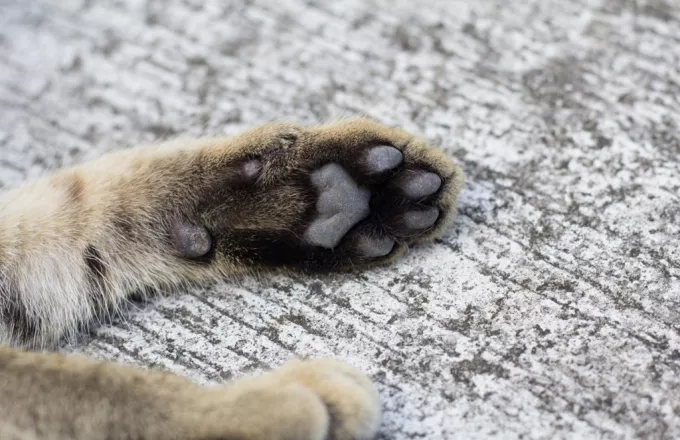 Φρίκη στο δάσος των Θινών: Νεκρά σκυλιά και πουλιά από φόλες - Σκληρές εικόνες
