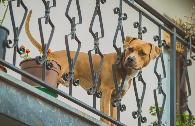 Νέο Ηράκλειο: Σκύλος εξ… ουρανού – Βρήκε σκύλο στην αυλή του μετά τον κυκλώνα!