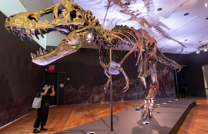 Στο "σφυρί" σκελετός τυραννόσαυρου Ρεξ - Κατακυρωθηκε έναντι 28 εκατ. δολαρίων (pics)