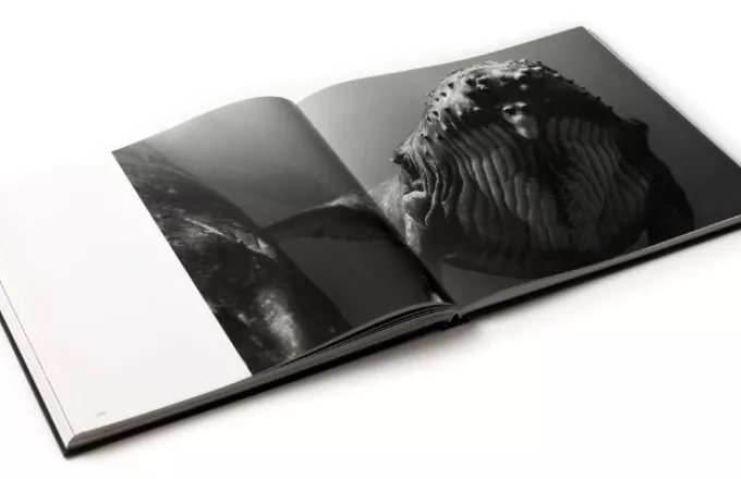 Μεγαλοπτεροφάλαινες: Οι απίστευτες εικόνες που απαθανάτισε ο φακός του Jem Cresswell (vid)